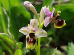 Ophrys_tenthredinifera_San_Nicandro_2